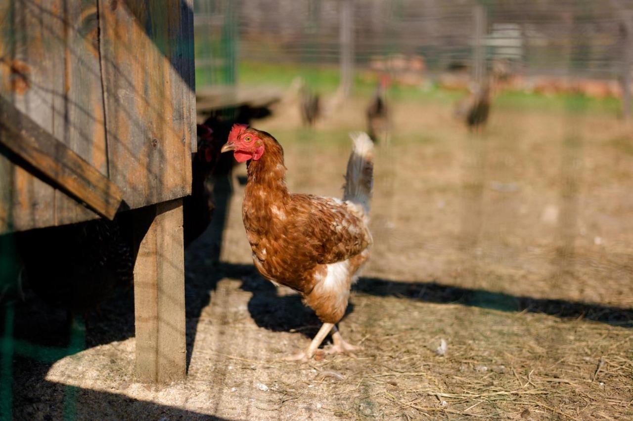 Tourist Farm Firbas Frühstückspension Cerkvenjak